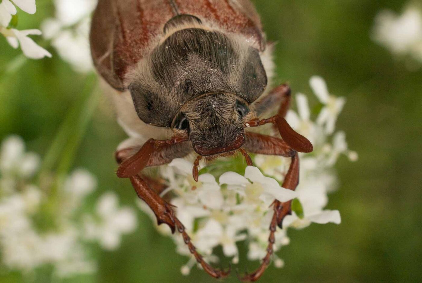 2017-05-21 - NSG Binksknapp Recklinghausen