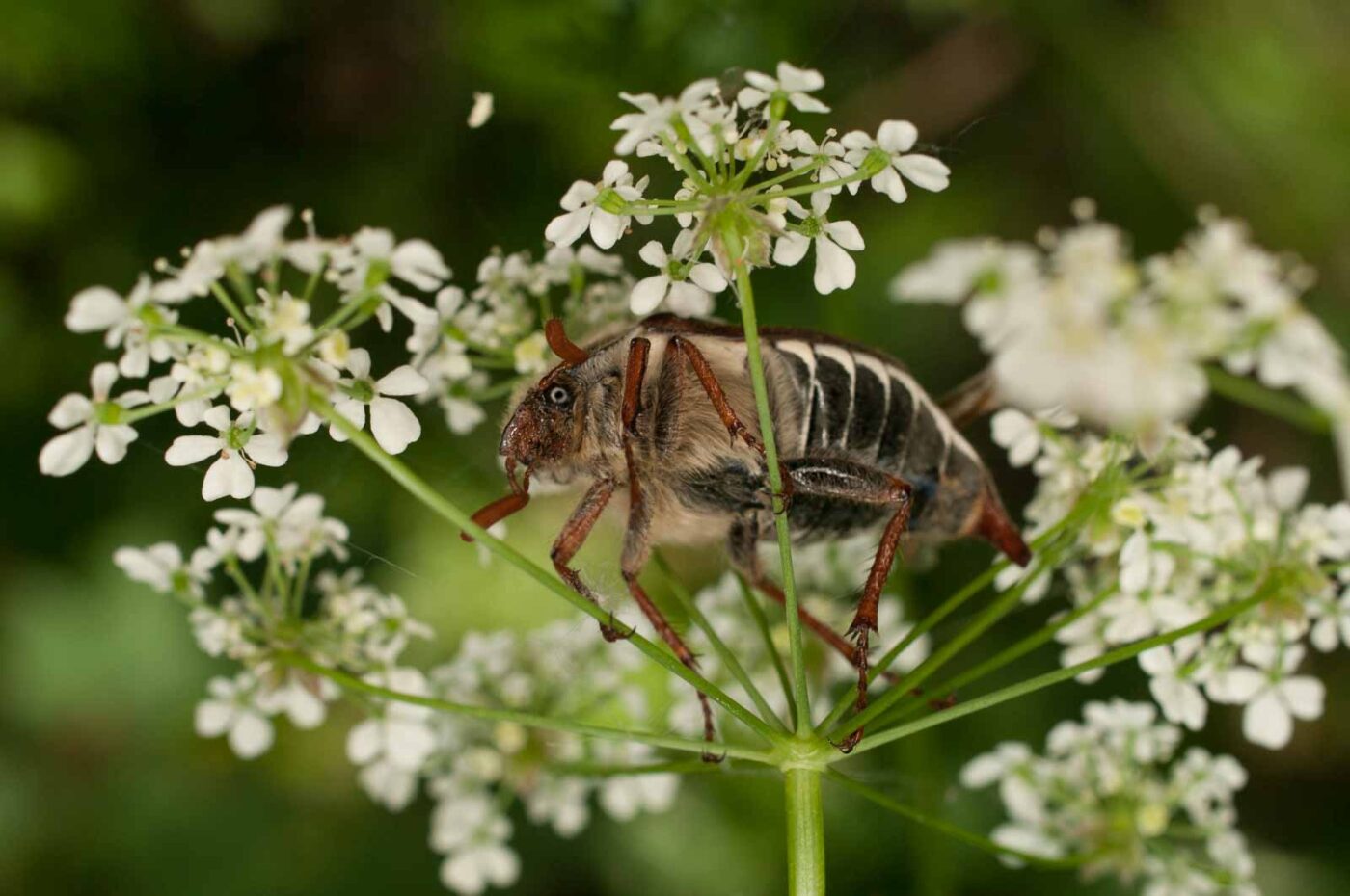 2017-05-21 - NSG Binksknapp Recklinghausen