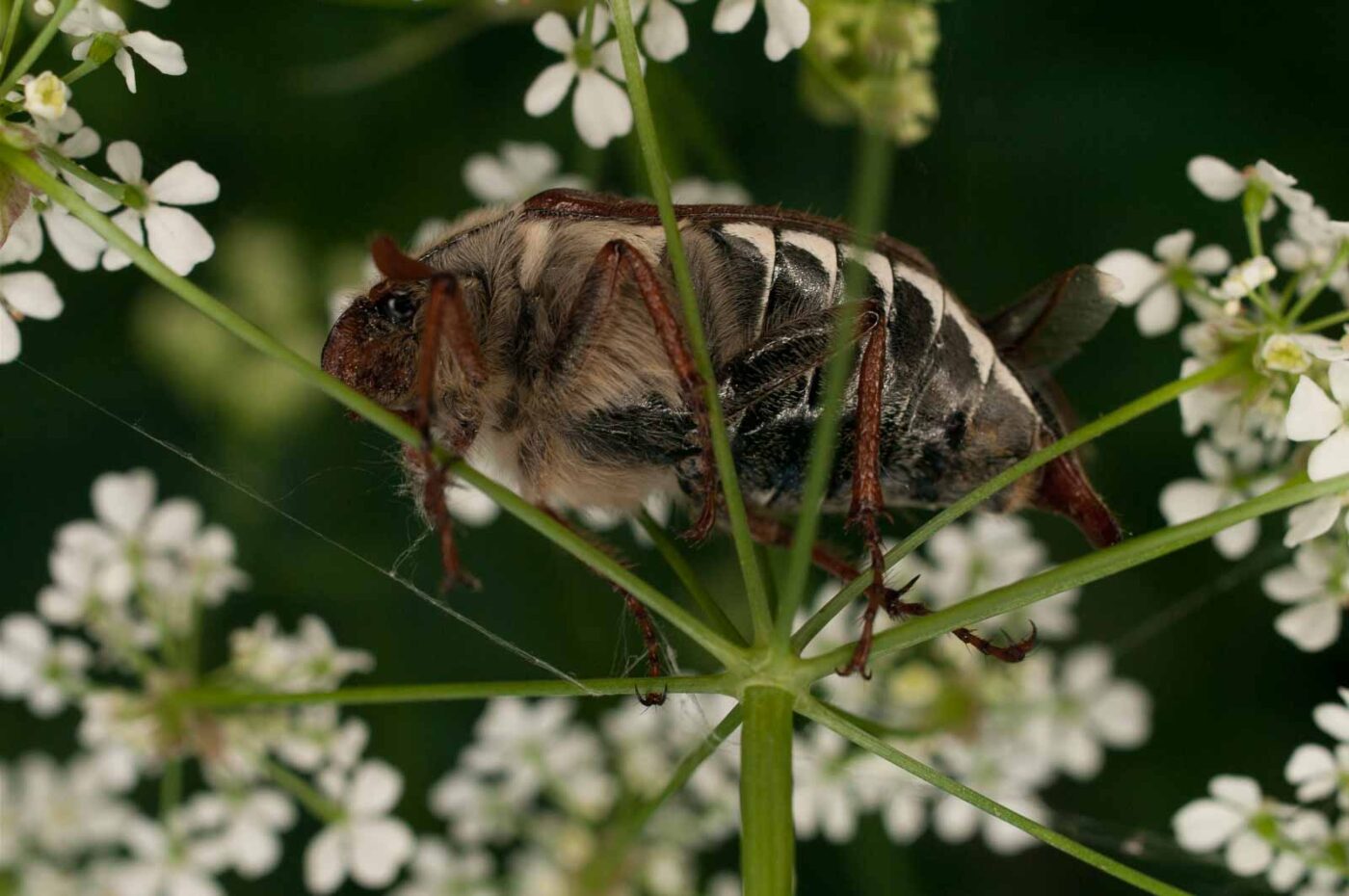2017-05-21 - NSG Binksknapp Recklinghausen
