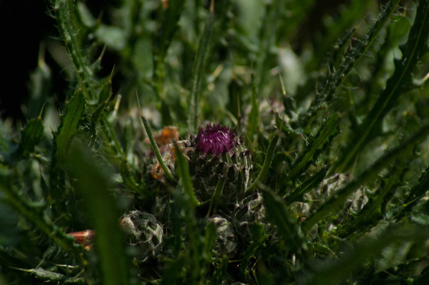 2017-05-21 - NSG Binksknapp Recklinghausen