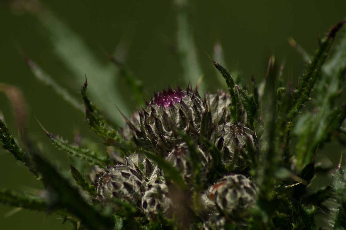 2017-05-21 - NSG Binksknapp Recklinghausen