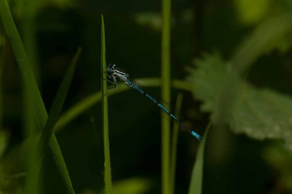 2017-05-21 - NSG Binksknapp Recklinghausen