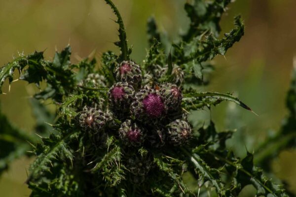 2017-05-21 - NSG Binksknapp Recklinghausen