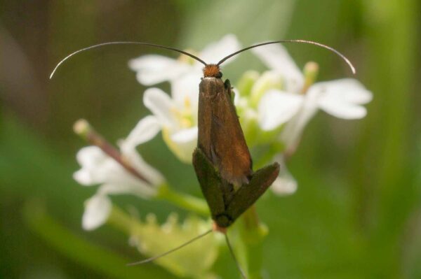 2017-05-21 - NSG Binksknapp Recklinghausen