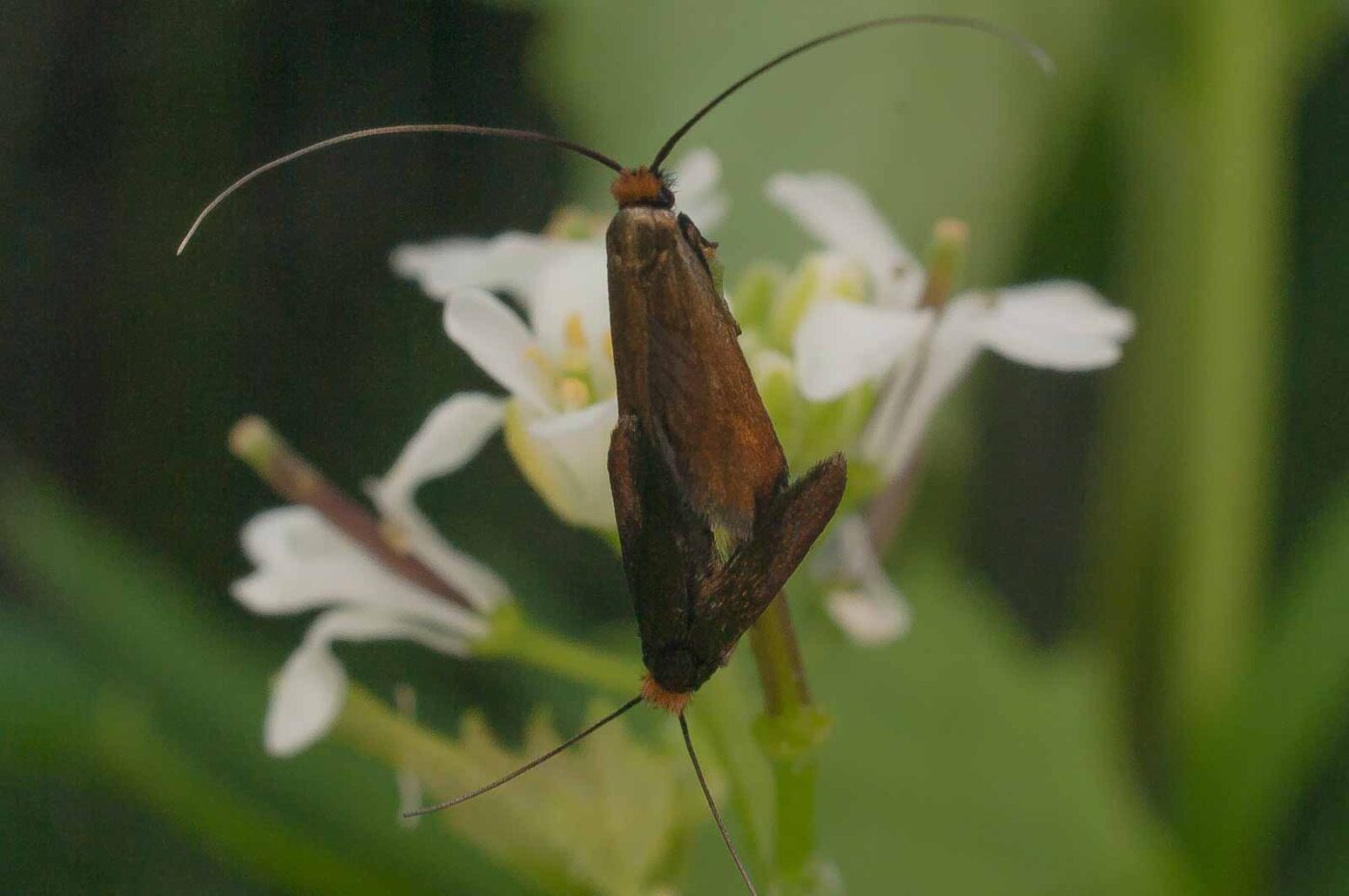 2017-05-21 - NSG Binksknapp Recklinghausen