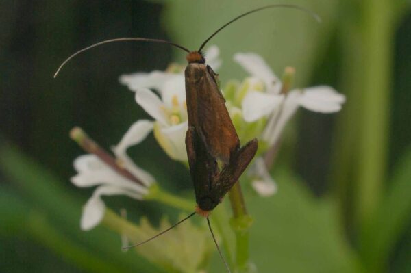 2017-05-21 - NSG Binksknapp Recklinghausen