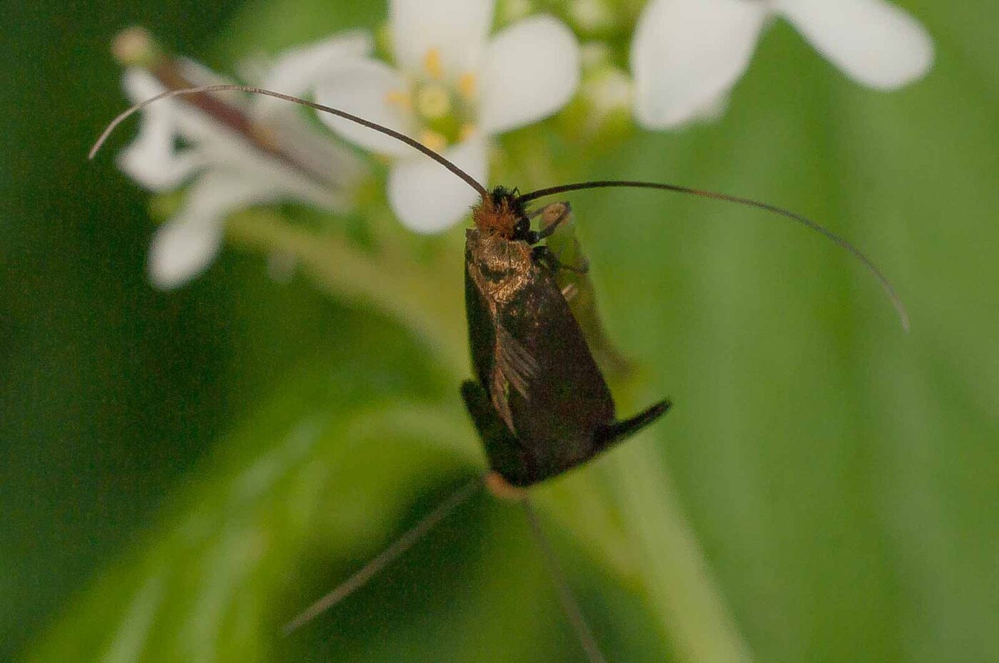 2017-05-21 - NSG Binksknapp Recklinghausen