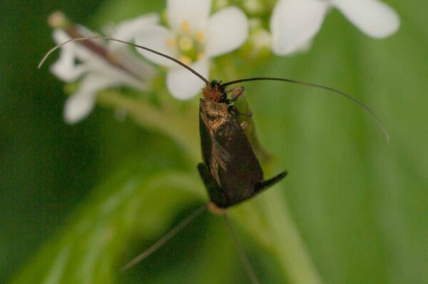 2017-05-21 - NSG Binksknapp Recklinghausen