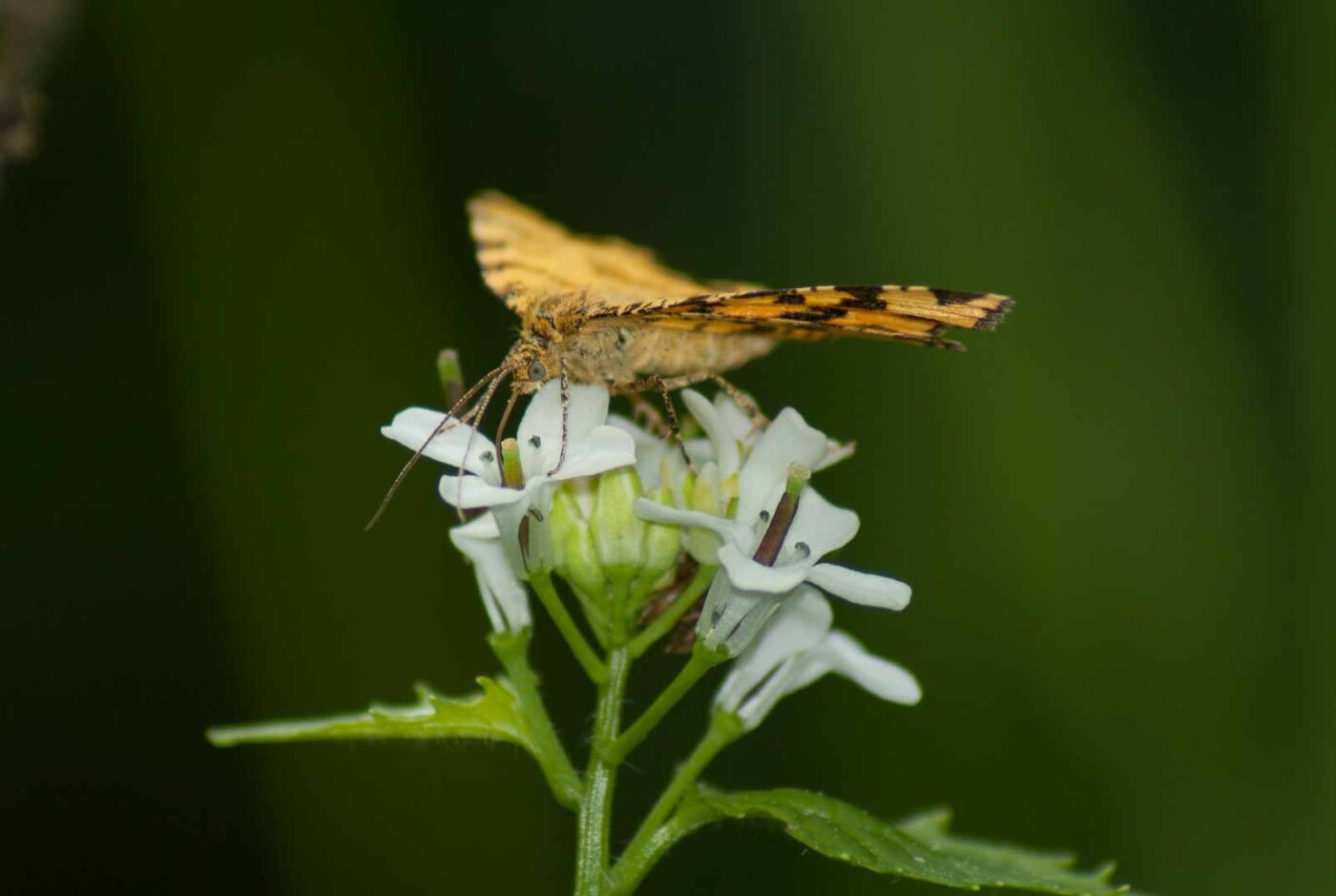 2017-05-21 - NSG Binksknapp Recklinghausen