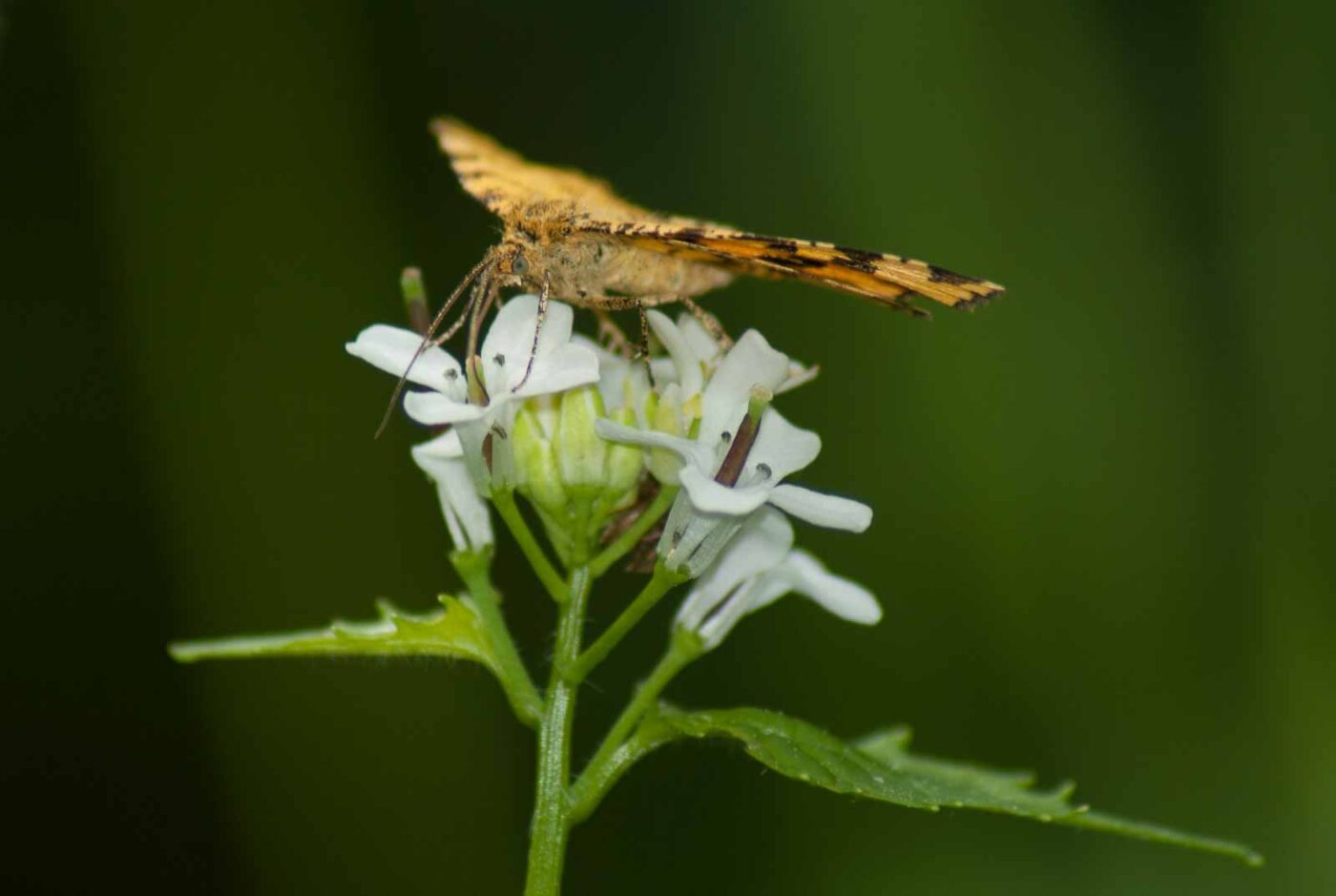 2017-05-21 - NSG Binksknapp Recklinghausen
