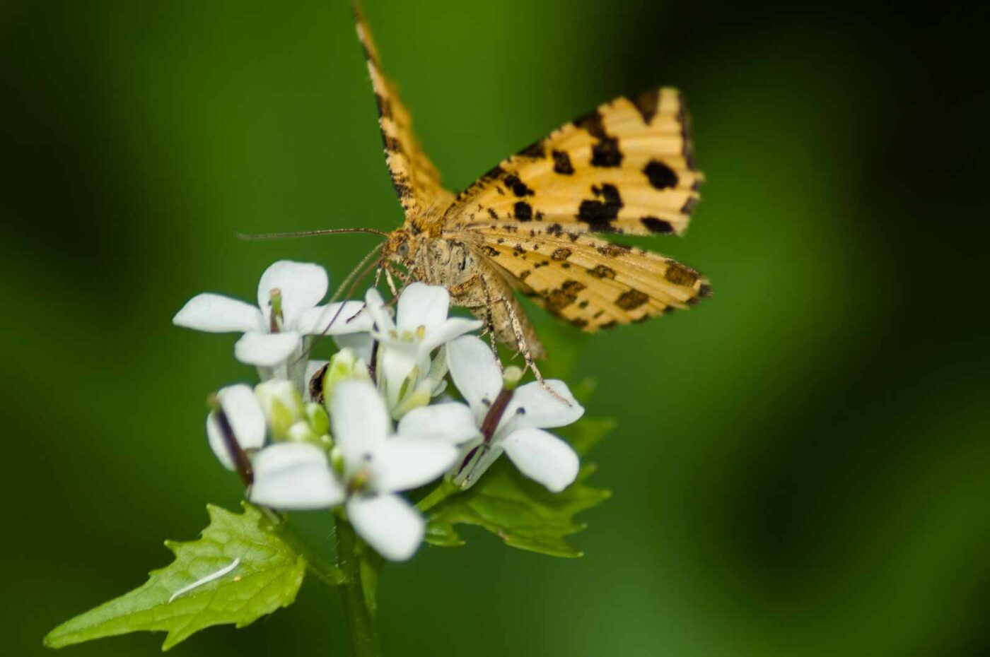 2017-05-21 - NSG Binksknapp Recklinghausen