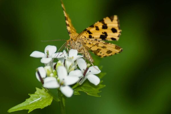 2017-05-21 - NSG Binksknapp Recklinghausen