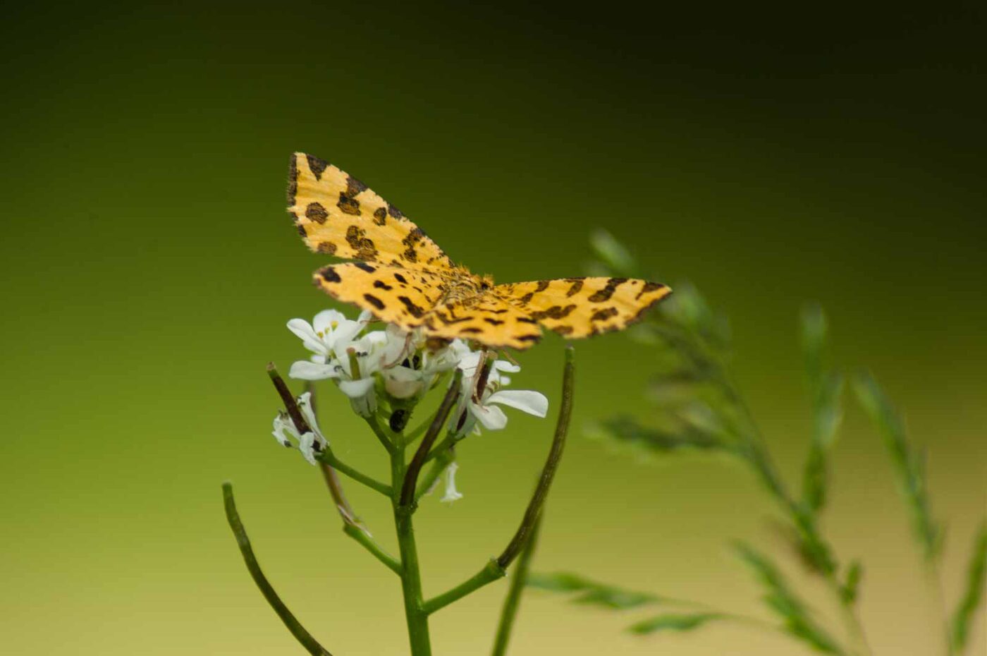 2017-05-21 - NSG Binksknapp Recklinghausen