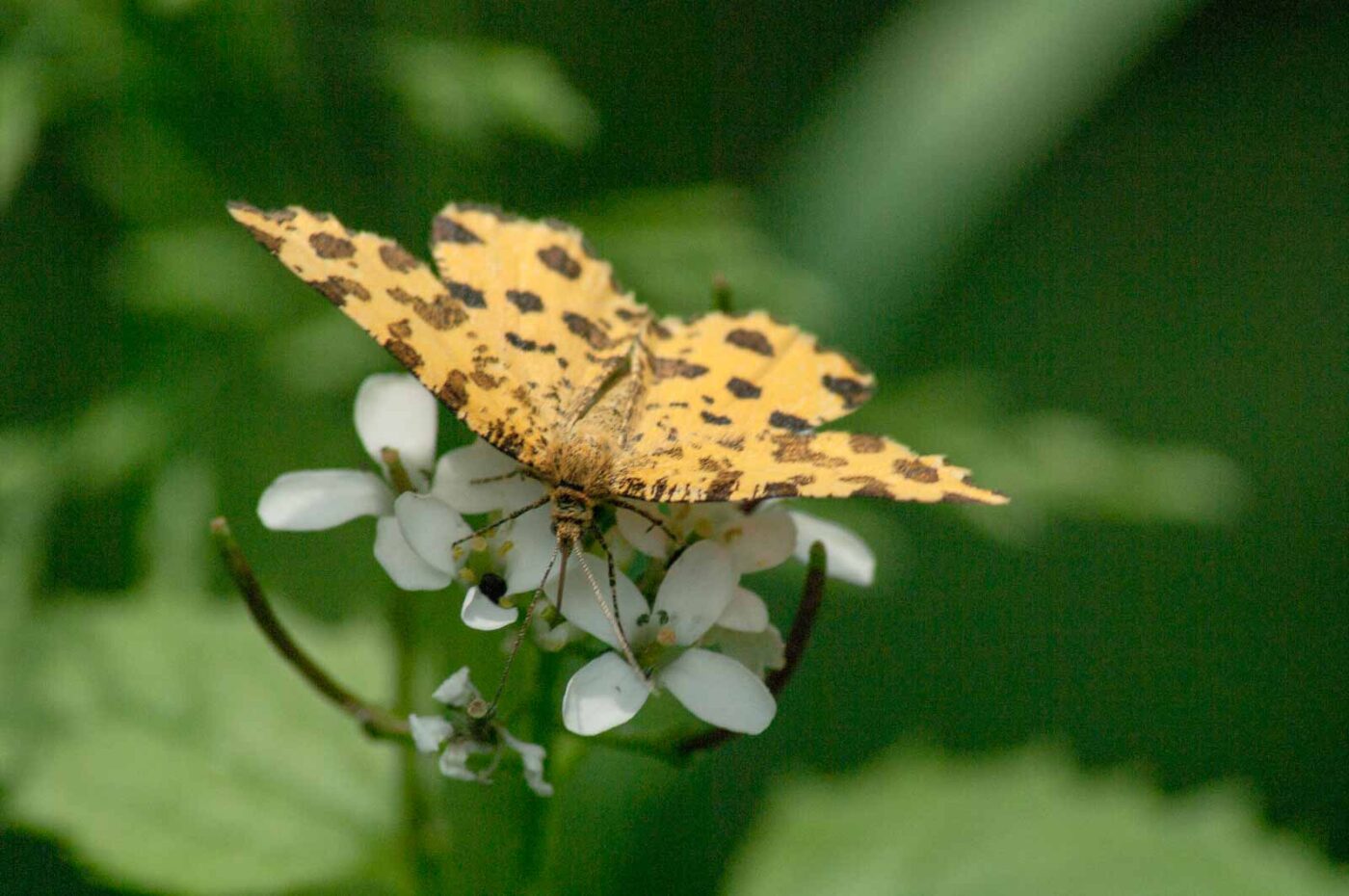 2017-05-21 - NSG Binksknapp Recklinghausen