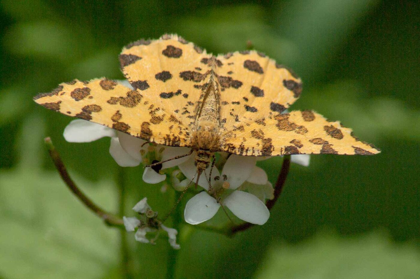 2017-05-21 - NSG Binksknapp Recklinghausen