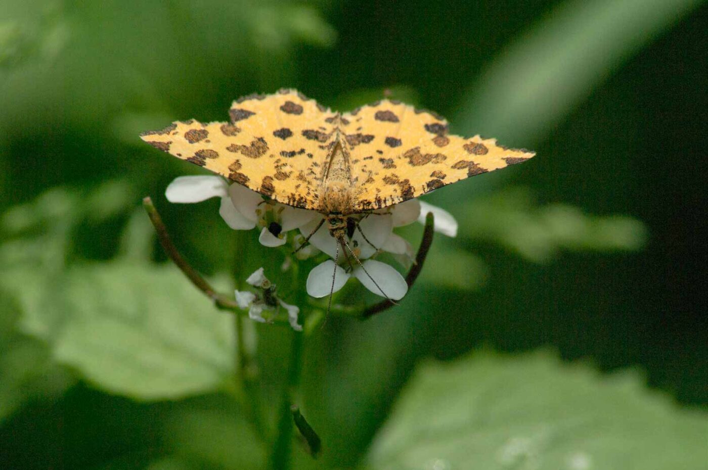 2017-05-21 - NSG Binksknapp Recklinghausen