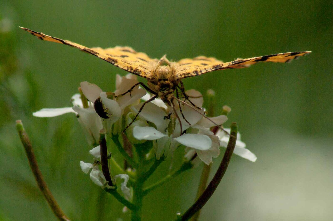 2017-05-21 - NSG Binksknapp Recklinghausen