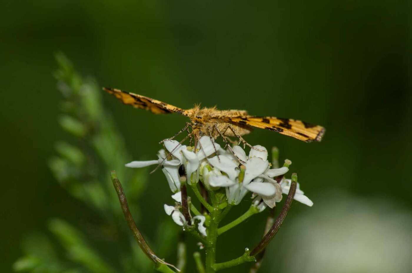 2017-05-21 - NSG Binksknapp Recklinghausen