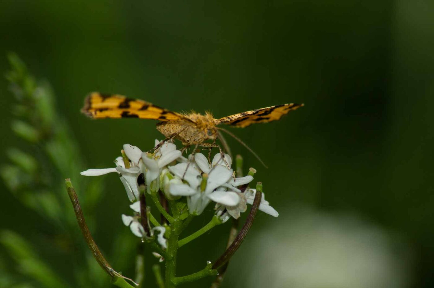 2017-05-21 - NSG Binksknapp Recklinghausen