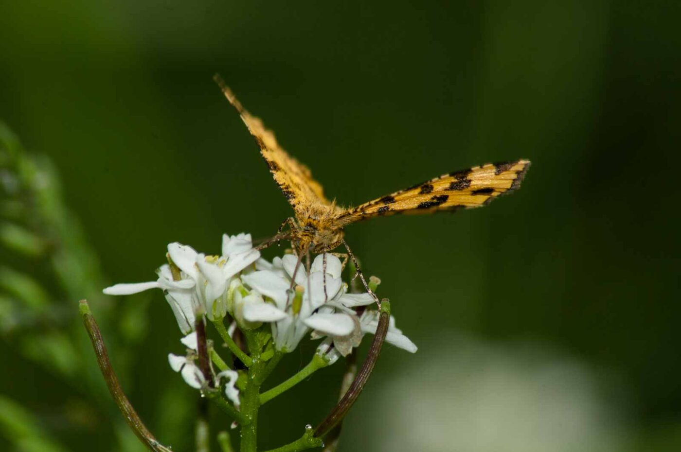 2017-05-21 - NSG Binksknapp Recklinghausen