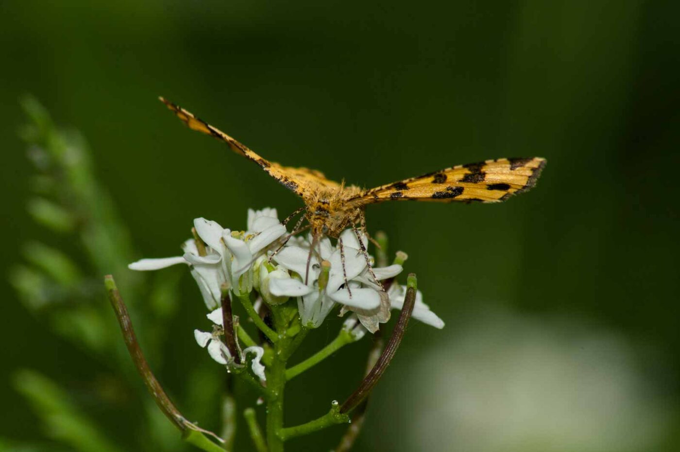 2017-05-21 - NSG Binksknapp Recklinghausen