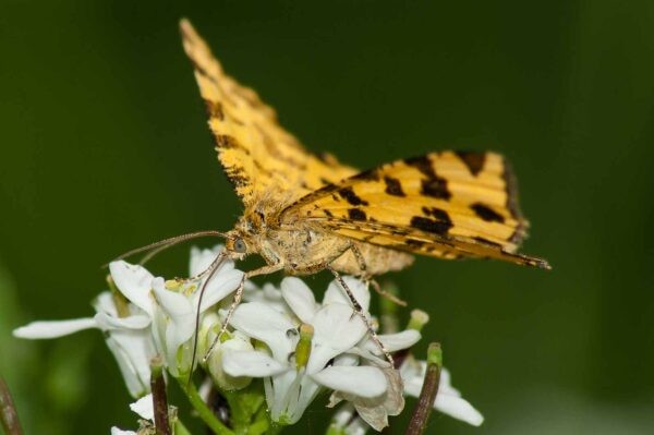 2017-05-21 - NSG Binksknapp Recklinghausen