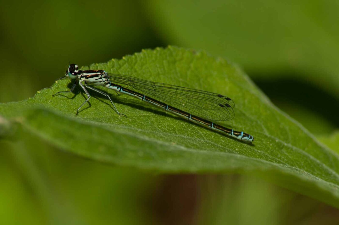 2017-05-21 - NSG Binksknapp Recklinghausen