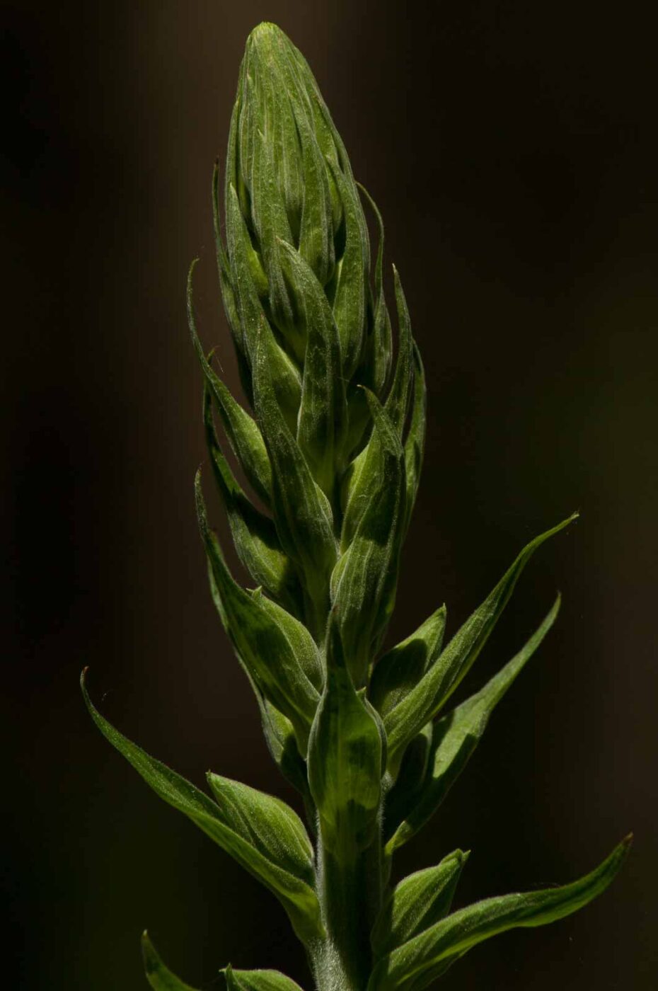 2017-05-21 - NSG Binksknapp Recklinghausen