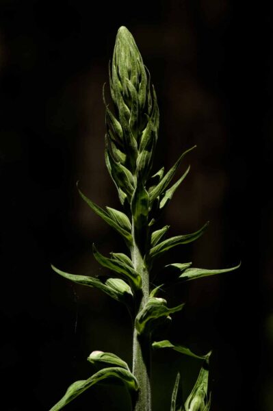 2017-05-21 - NSG Binksknapp Recklinghausen