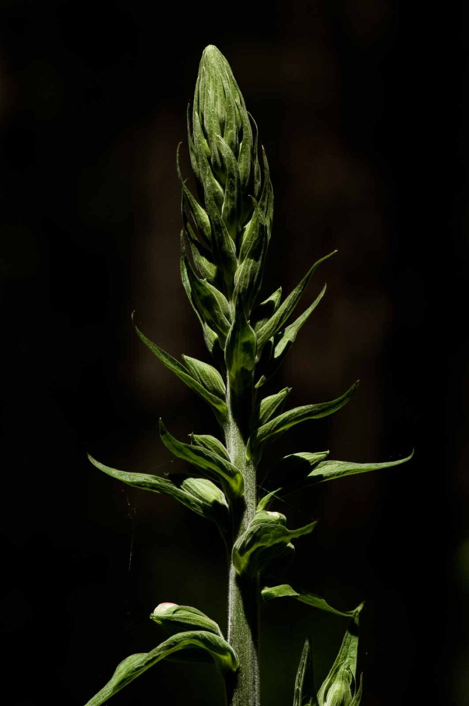 2017-05-21 - NSG Binksknapp Recklinghausen