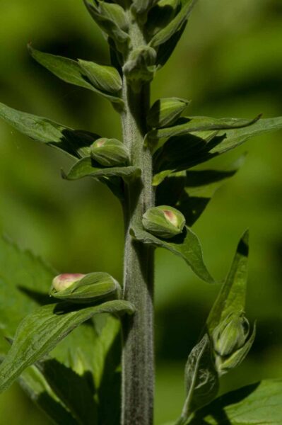 2017-05-21 - NSG Binksknapp Recklinghausen