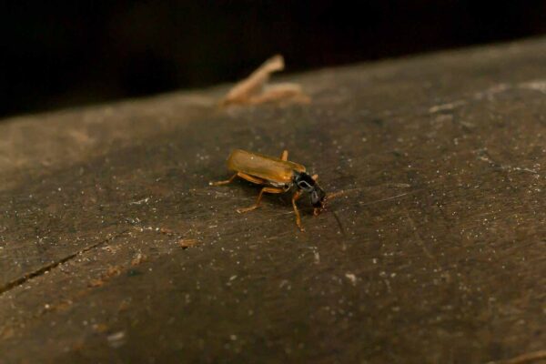 2017-05-21 - NSG Binksknapp Recklinghausen