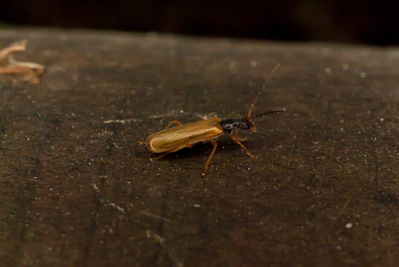 2017-05-21 - NSG Binksknapp Recklinghausen