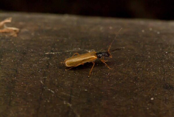 2017-05-21 - NSG Binksknapp Recklinghausen