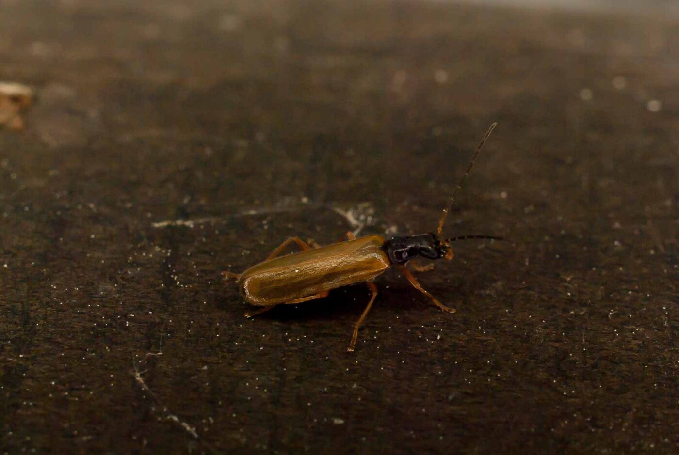 2017-05-21 - NSG Binksknapp Recklinghausen