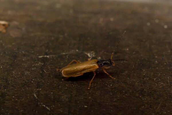 2017-05-21 - NSG Binksknapp Recklinghausen