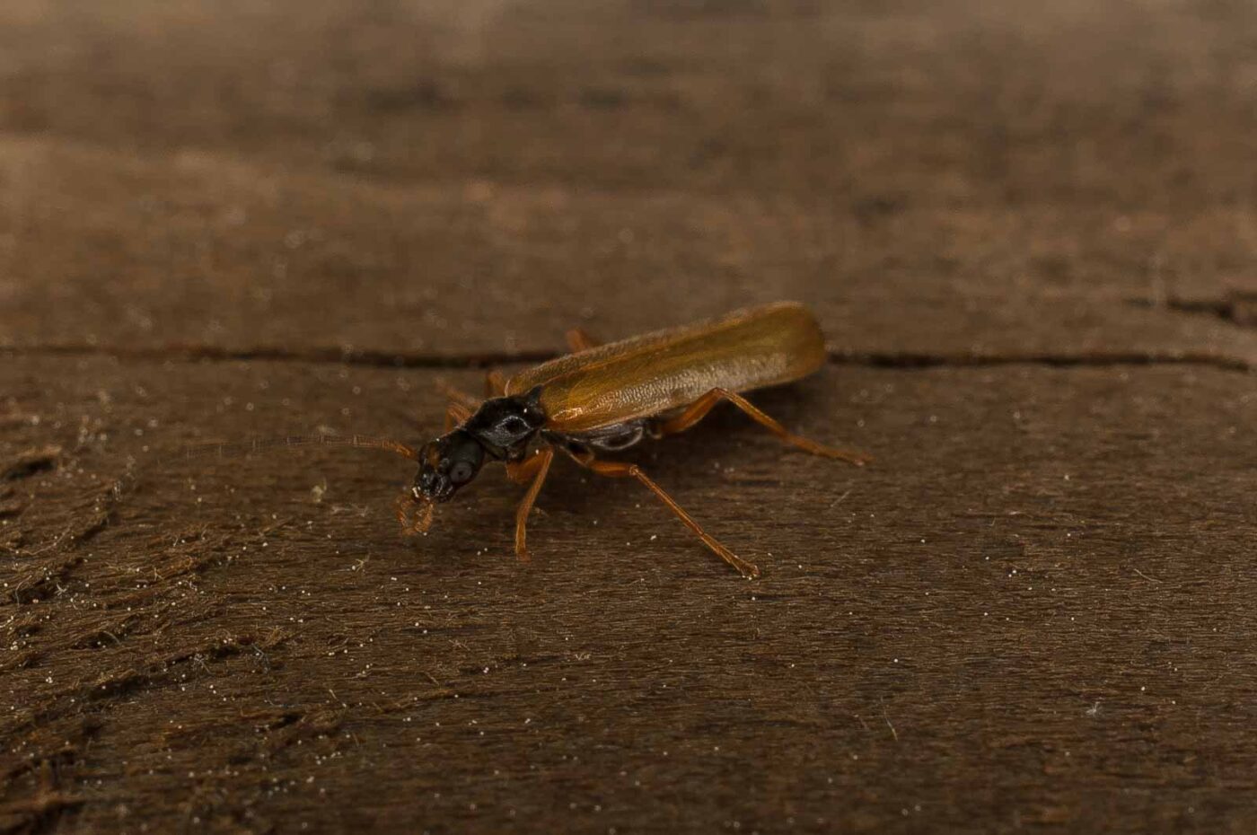 2017-05-21 - NSG Binksknapp Recklinghausen