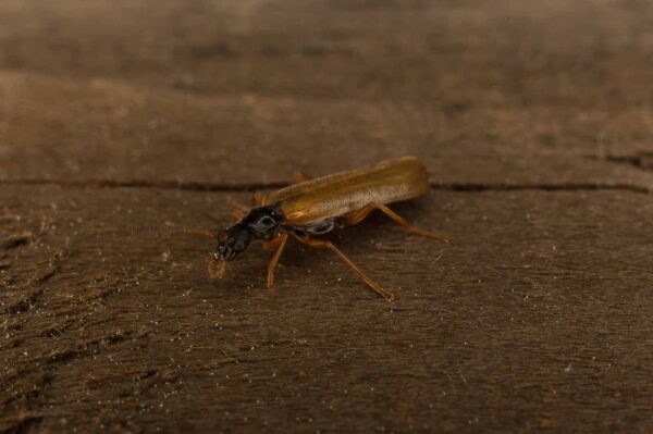 2017-05-21 - NSG Binksknapp Recklinghausen