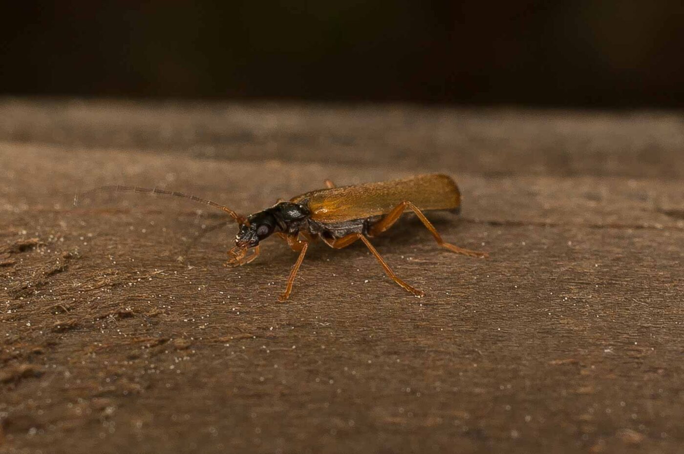 2017-05-21 - NSG Binksknapp Recklinghausen