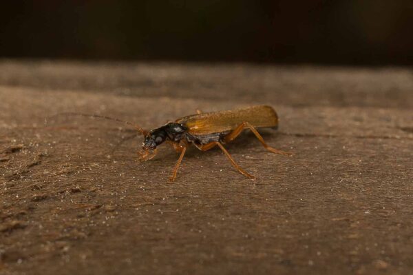 2017-05-21 - NSG Binksknapp Recklinghausen