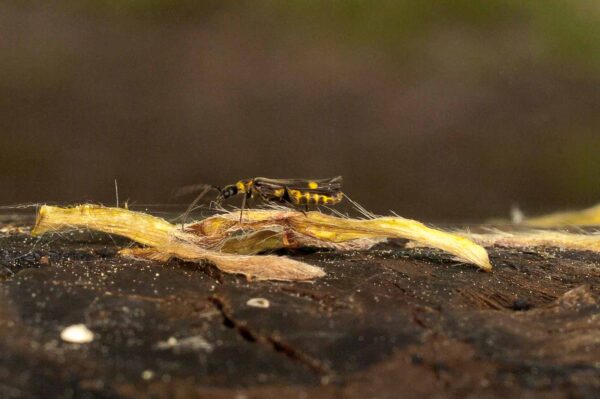 2017-05-21 - NSG Binksknapp Recklinghausen