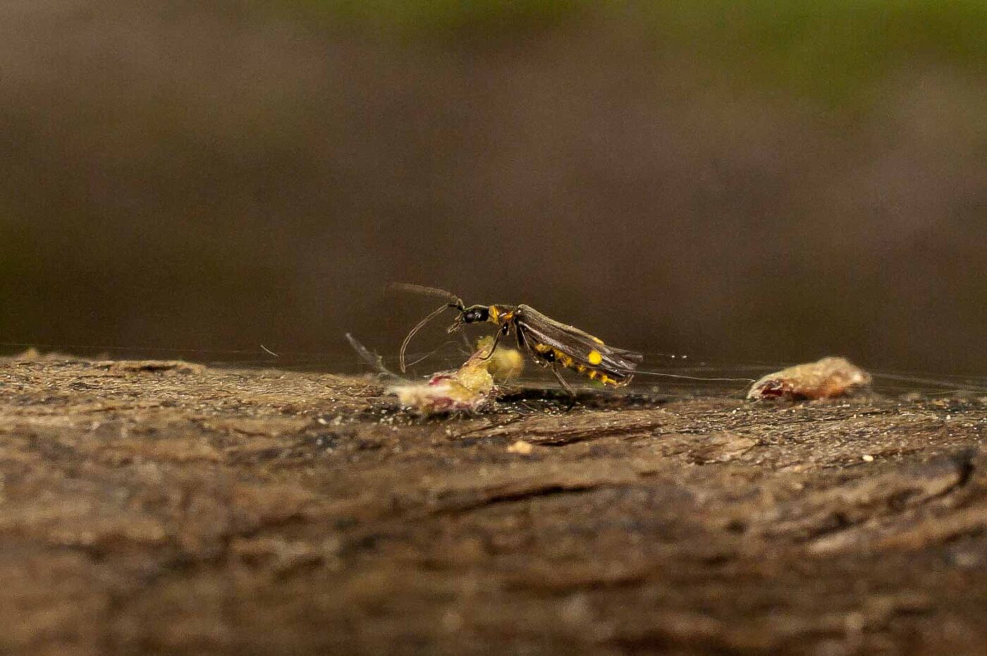 2017-05-21 - NSG Binksknapp Recklinghausen