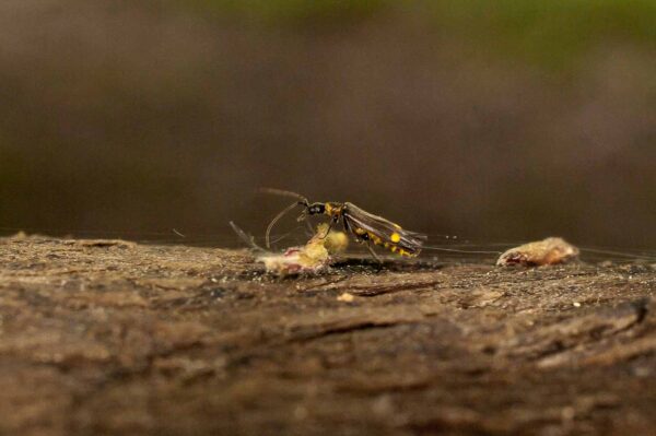 2017-05-21 - NSG Binksknapp Recklinghausen