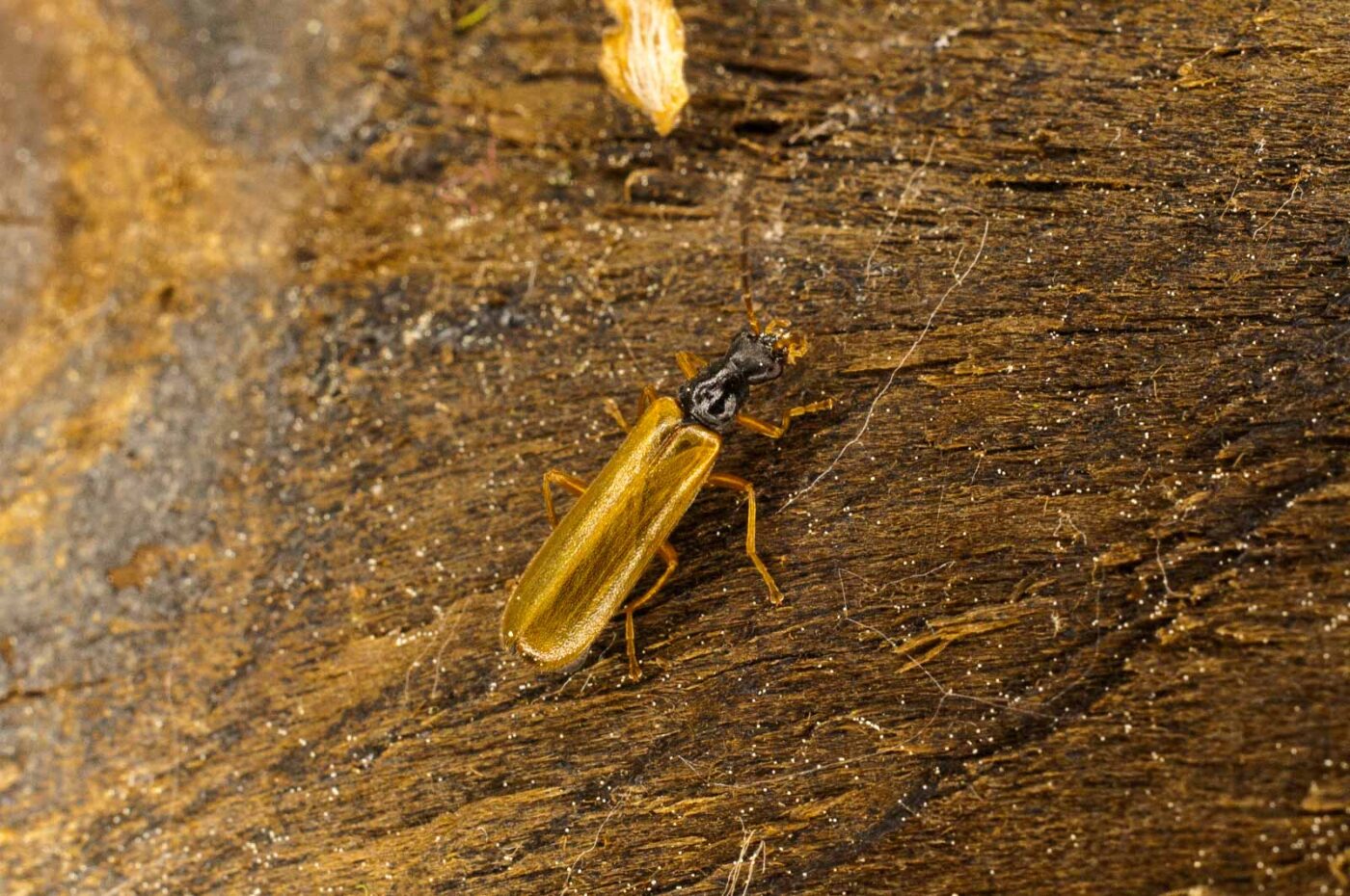 2017-05-21 - NSG Binksknapp Recklinghausen