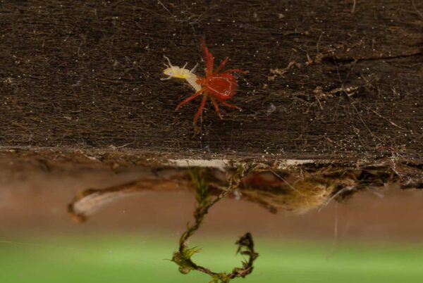 2017-05-21 - NSG Binksknapp Recklinghausen