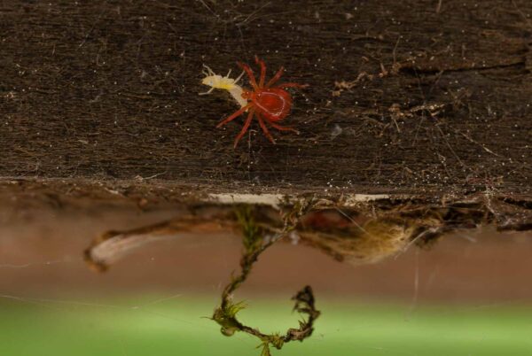 2017-05-21 - NSG Binksknapp Recklinghausen