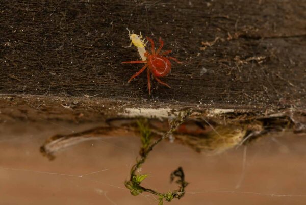 2017-05-21 - NSG Binksknapp Recklinghausen