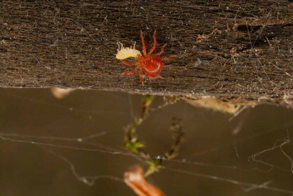 2017-05-21 - NSG Binksknapp Recklinghausen