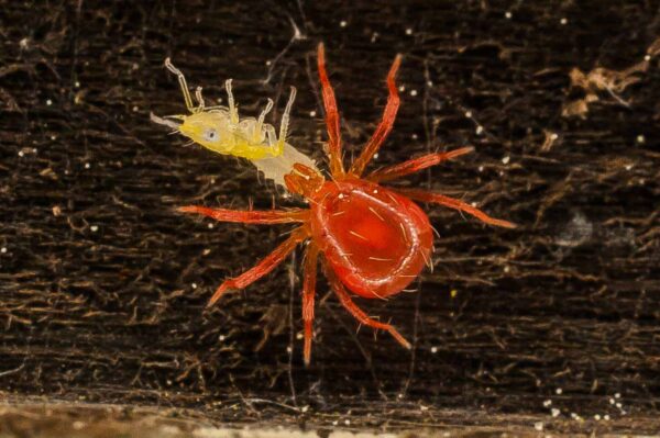 2017-05-21 - NSG Binksknapp Recklinghausen