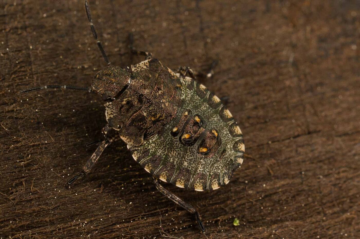 2017-05-21 - NSG Binksknapp Recklinghausen